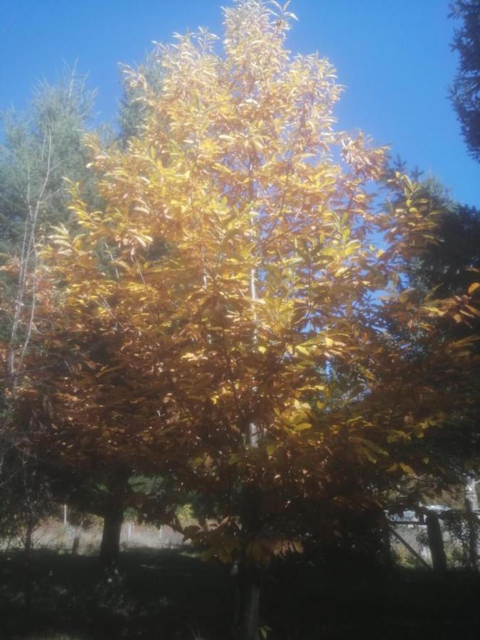 Cabana May Pao, Para 3 En Melipeuco Cerca Del Parque Nacional Conguillio المظهر الخارجي الصورة